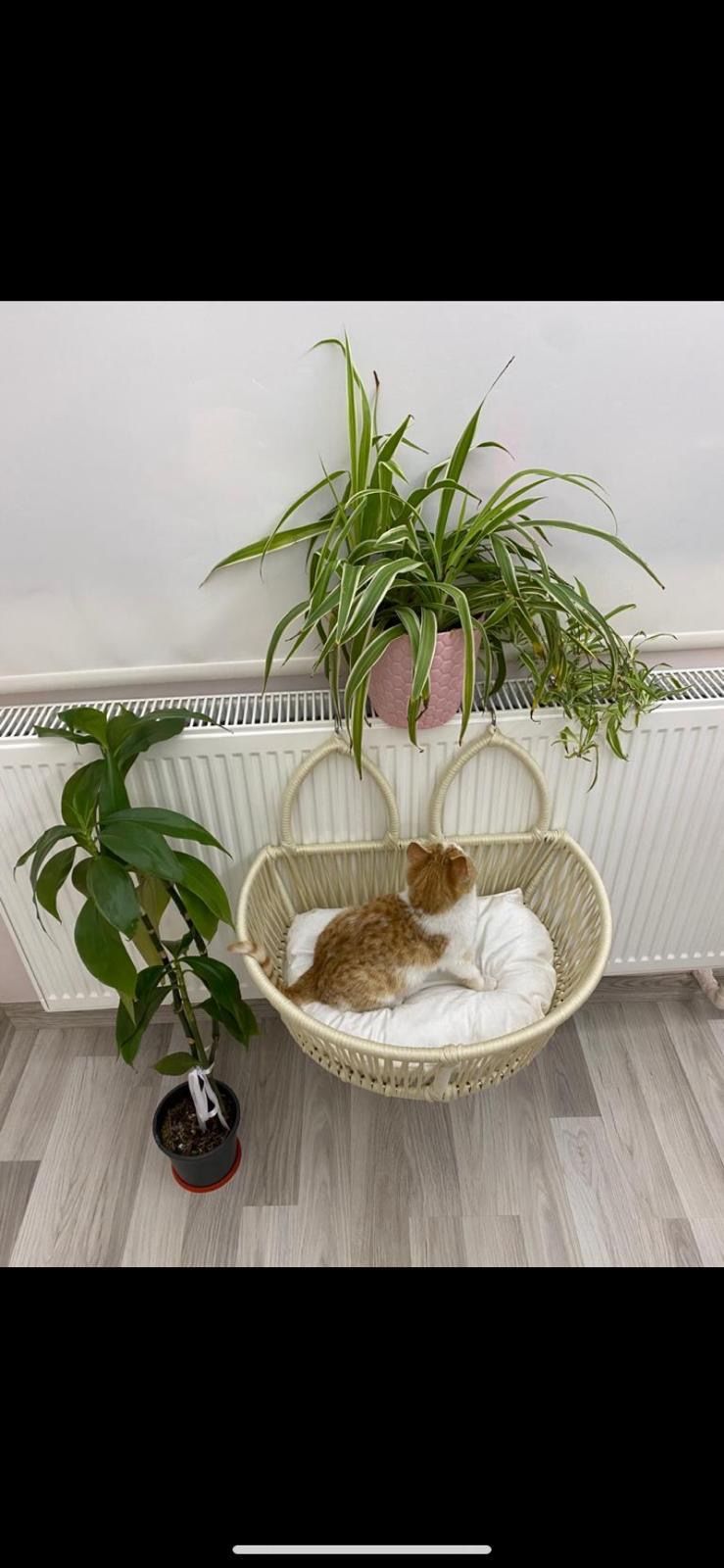 LÜX PERİ-2 PATİ KULAK PETEK ASKISI