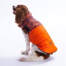 25102-PAWSTAR TURUNCU ELGİN PAWS YELEK ELBİSE