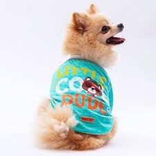 24720-PAWSTAR MİNT DUDE SWEAT ELBİSE