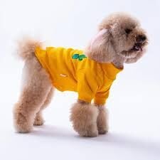 25708-PAWSTAR SARI CACTUS KAŞKORSE SWEAT ELBİSE