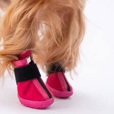 PDS08-3 PAWSTAR FUŞYA KÖPEK AYAKKABISI