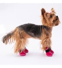 PDS08-3 PAWSTAR FUŞYA KÖPEK AYAKKABISI