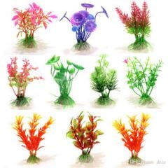 FANUS BİTKİSİ 20'Lİ