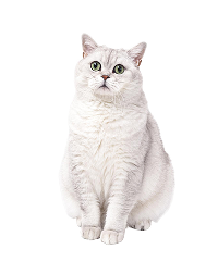 Kedi